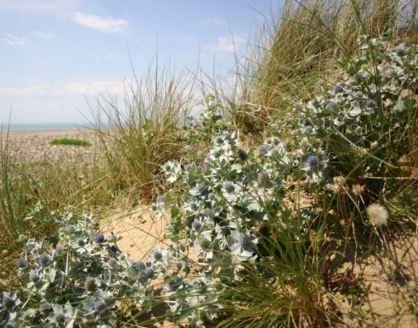 Sea Holly on the shoreline at Kenfig National Nature Reserve