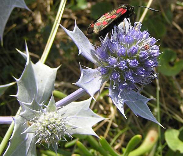 As with other members of the Aiaceae, insects love Sea Holly