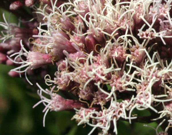 Closeup of the flowers of Eupatorium cannabinum