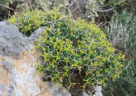 Greek spiny spurge showing the 'chicken wire'