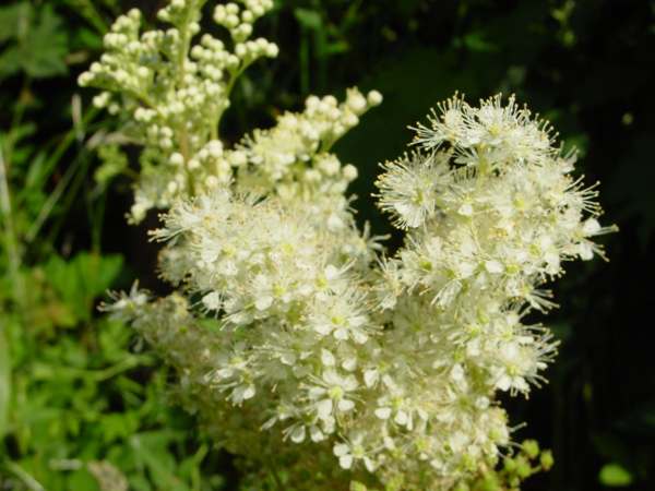 Flowers of Filipendula ulmaria, Meadowsweet