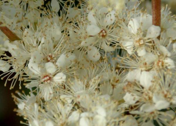 Close-up of flowers of Filipendula ulmaria, Meadowsweet