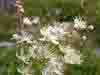 Filipendula vulgaris, Dropwort