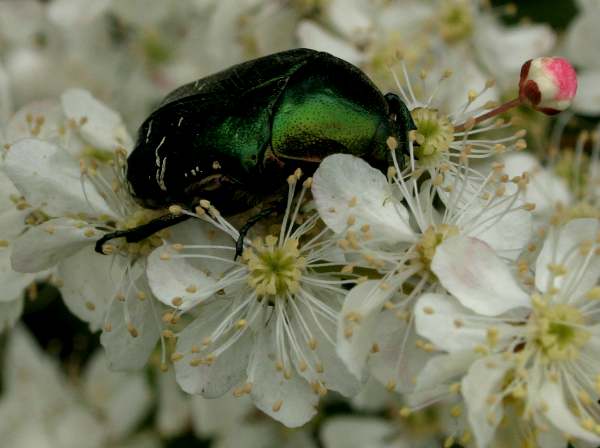 Beetle on flowers of Filipendula vulgaris