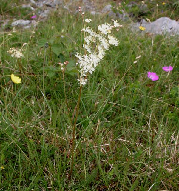 Filipendula vulgaris plant in the Burren, Ireland