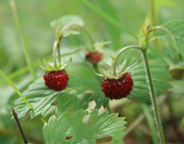Wild Strawberry fruits, Bulgaria