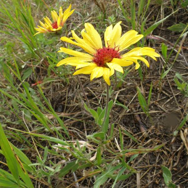 Blanket Flower, Rocky Mountains USA