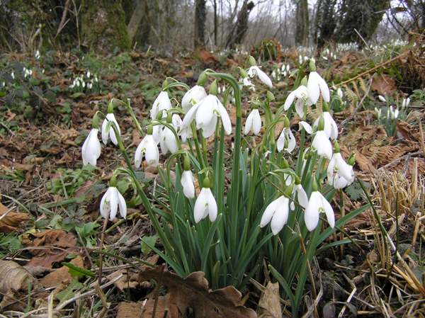 Snowdrops in a woodland setting