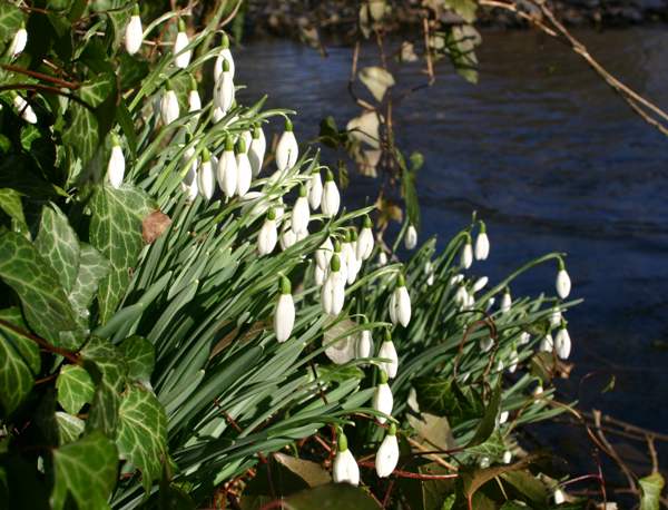 Some riverbanks are carpeted in snowdrops in February