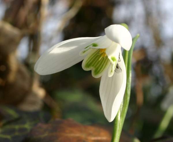 A small diptera fly on a snowdrop