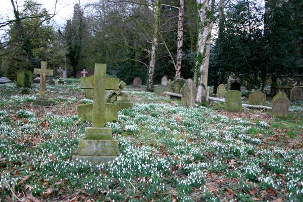Snowdrops in a Shropshire churchyard