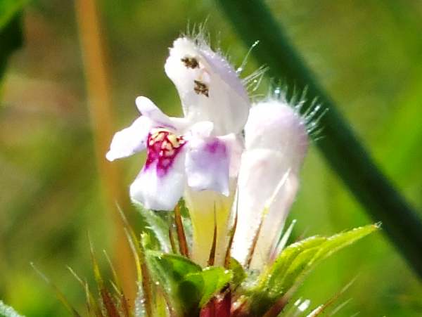 Common Hemp-nettle, closeup of flowers