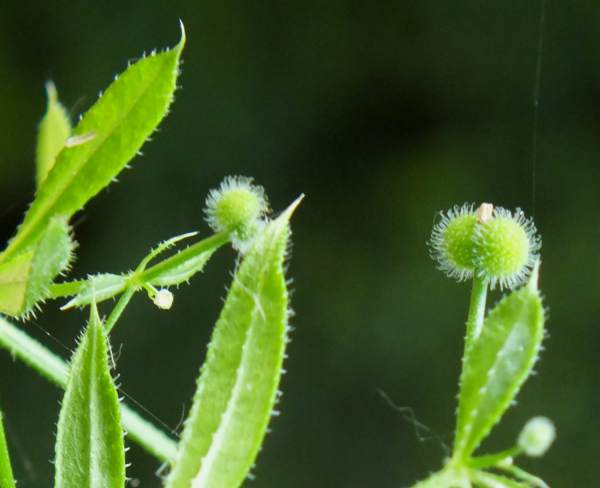 Hooked seeds of Galium aparine, Cleavers