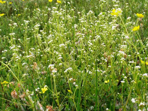 Galium palustre, Marsh Bedstraw, in a wet meadow