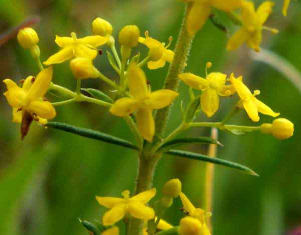 Galium verum, closeup of flowers
