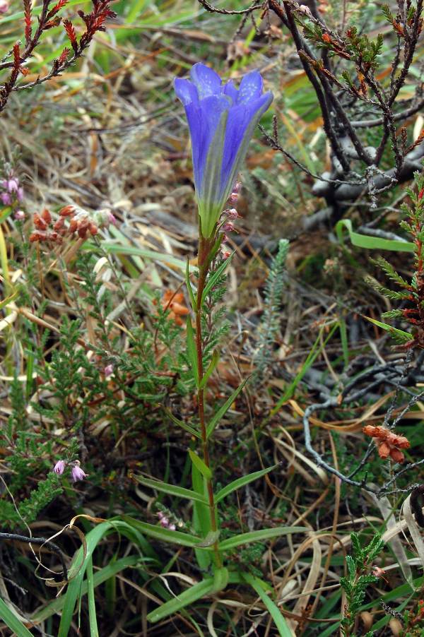 Marsh Gentian plant in flower