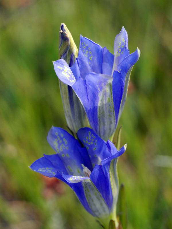 Marsh Gentian flowers