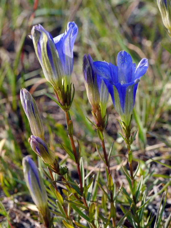 Marsh Gentians, New Forest