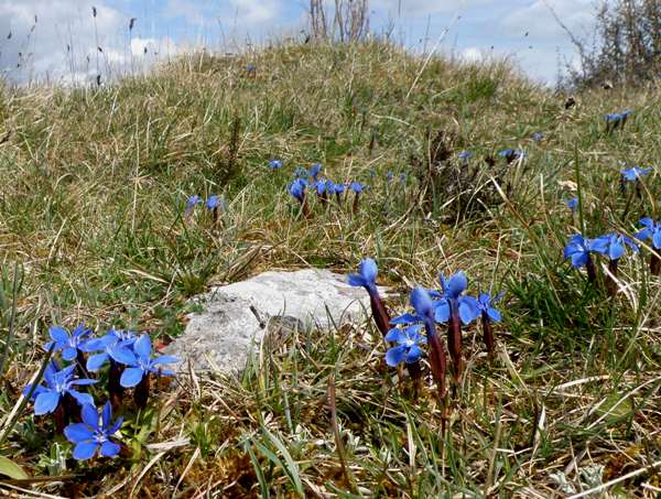 Spring Gentians and an Early Purplu Orchid, in The Burren, Ireland