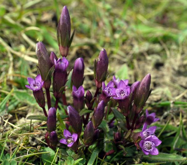 Gentianella amarella, Autumn Gentian or Felwort - closeup of flowers