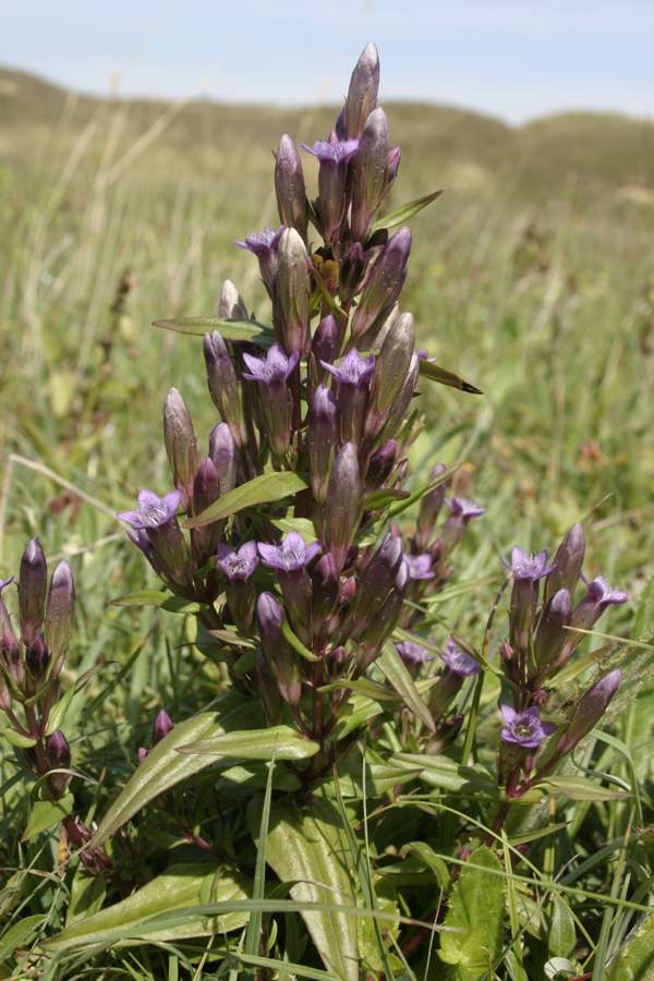 Gentianella amarella, Autumn Gentian, South Wales