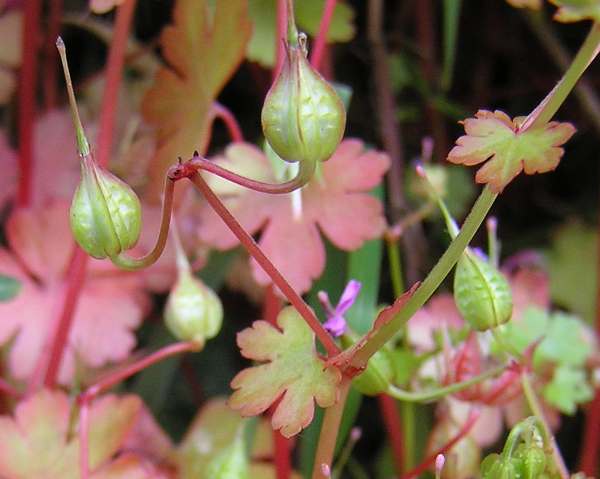 Red leaves and beaked seed pods of shining cranesbill in late summer