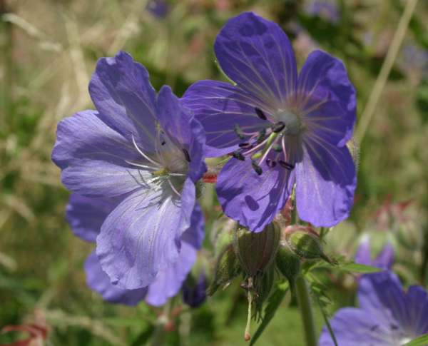 A closeup picture of the flowers and seed heads of Geraniu, pratense, Meadow Cranesbill