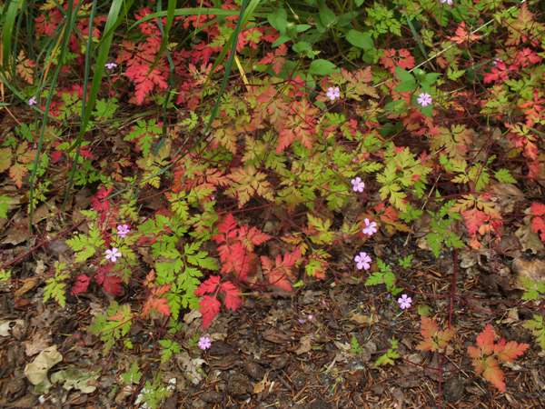 Red leaves and stem of Herb Robert after a long dry spell