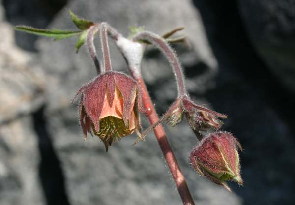 Water Avens, Geum Rivale, flowers
