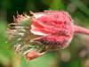 Geum rivale, Water Avens