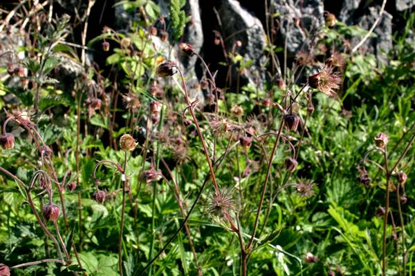 Geum rivale, Water Avens, in The Burren, County Clare, Ireland