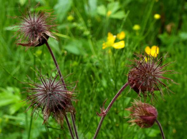 Water Avens, Geum Rivale, seedheads, Italy