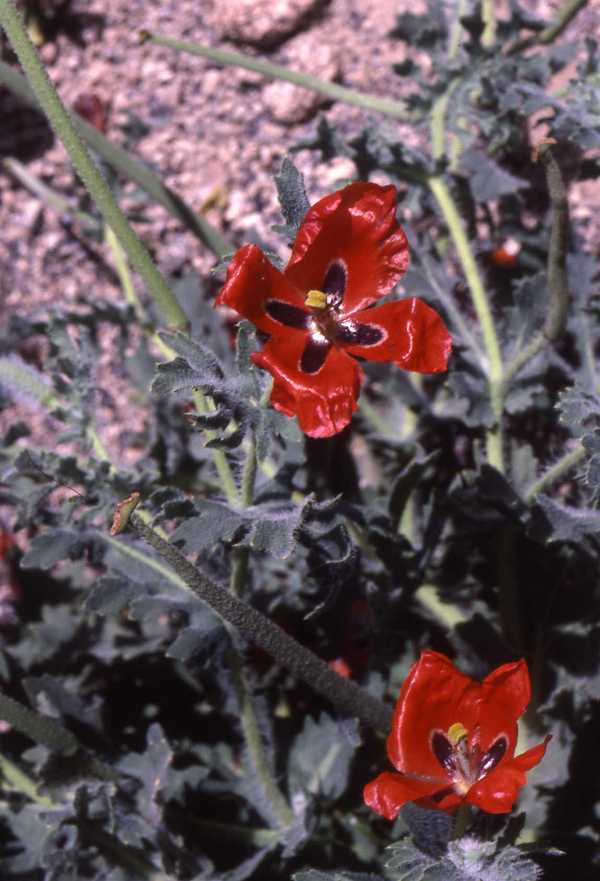 Red Horned-poppy