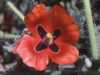 Glaucium corniculatum, Red Horned-poppy