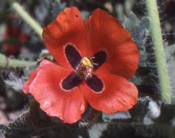 Red Horned-poppy, closeup of flower