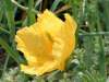 Yellow Horned-poppy, Glaucium flavum