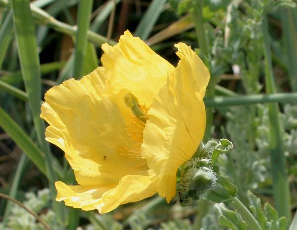 A close-up of Yellow Horned-poppy