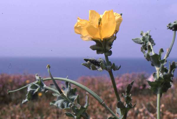  Yellow Horned-poppy, Dorswet coast