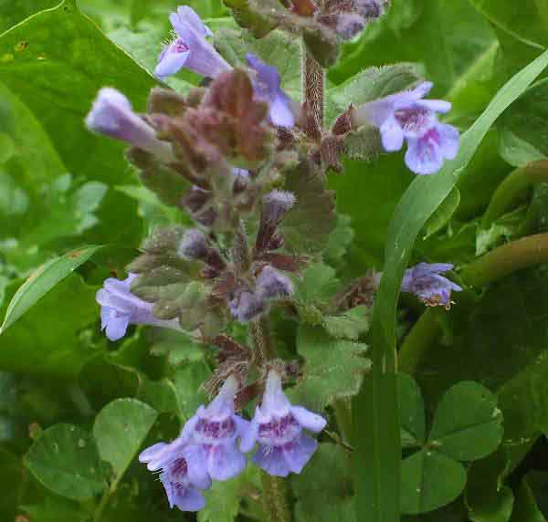 Ground-ivy, Glechoma hederacea, France
