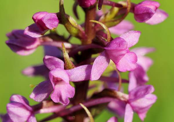 Gymnadenia borealis - Heath Fragrant Orchid