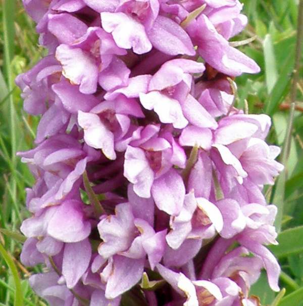A closeup of the inflorescence of the Marsh Fragrant-orchid
