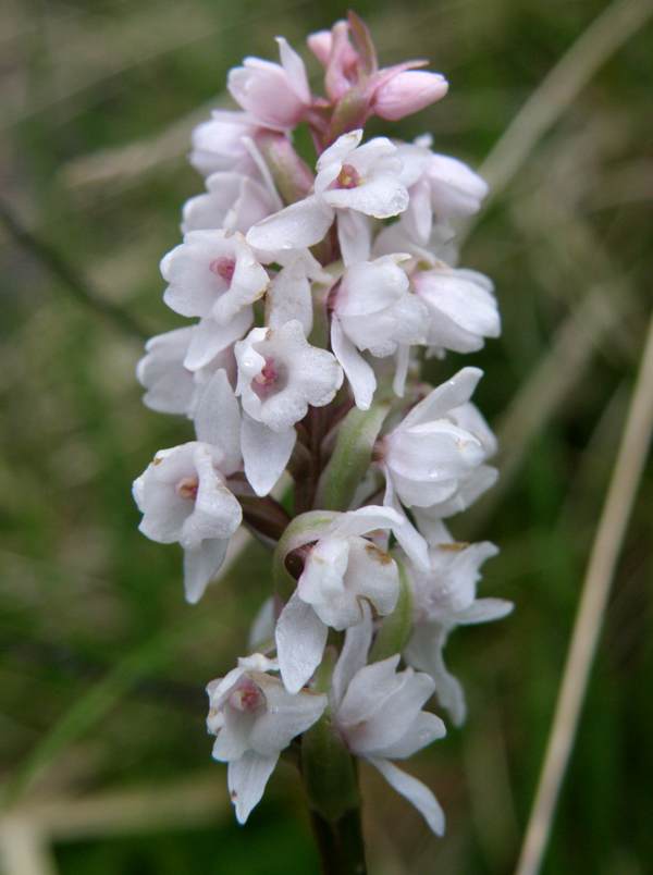 Gymnadenia frivaldii - close-up picture