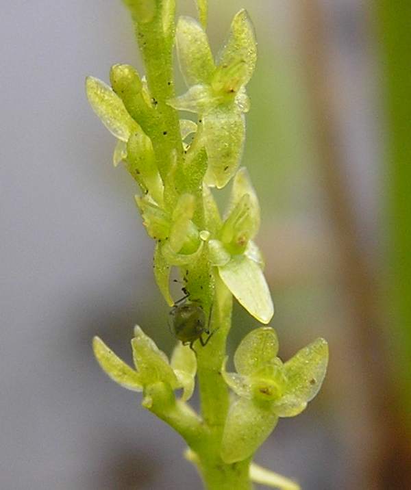 Hammarbya paludosa - Bog Orchid