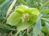 Helleborus viridis, Green Hellebore