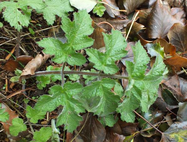 Leaves of Hogweed, Heracleum sphondylium