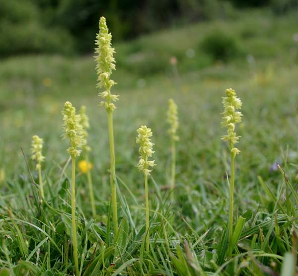 Musk Orchids at Noar Hill