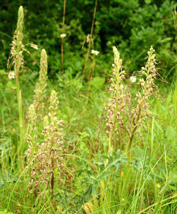 Lizard Orchids growing on the side of the road in the Lot Valley, France
