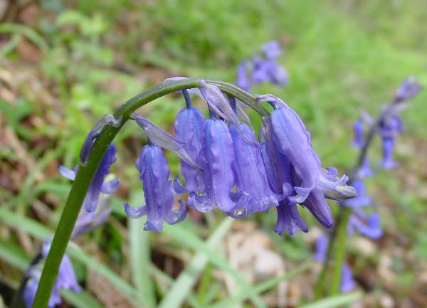 Closeup of Bluebell flowers