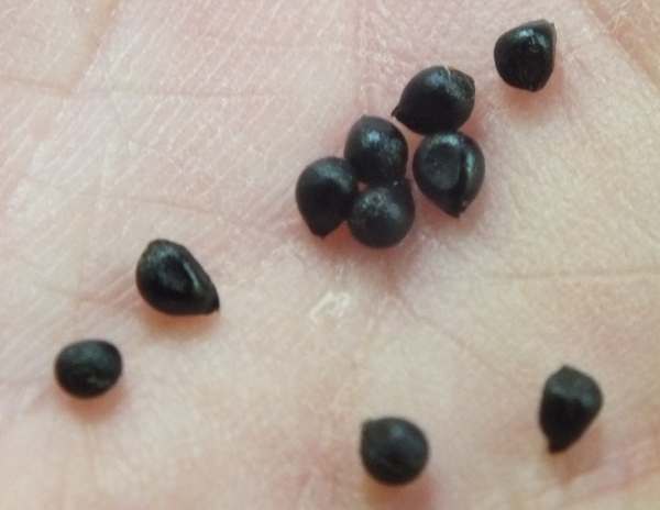 Seeds of Bluebells