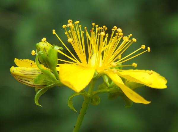 Flower close-up of Perforate St John's Wort
